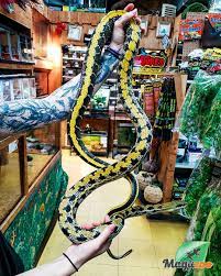 Taiwan Beauty Rat Snake Aka Elaphe Taeniura Friesei Rat Snake Reptile Room Snake