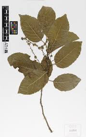 Image result for Homalium