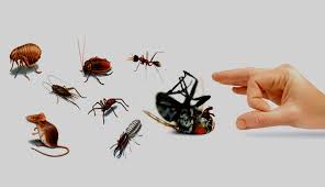 Pest and rodents are careful around humans and tend to try their best to stay out of sight. Anchor Pest Control Trading Llc