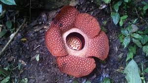 Sebab bunga rafflesia arnoldi pada saat mekar akan mengeluarkan bau yang sangat busuk menyerupai bau bangkai. Melihat Bunga Langka Raflesia Arnoldi Ikhsan Kurniawan