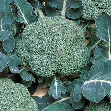 Growing cabbage in home gardens. Broccoli Cauliflower Planting And Growing Tips Park Seed
