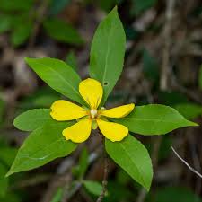 Image result for Hugonia elliptica