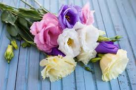 Be sure to like, share or comment and i'll reply! The Best Flowers For All Occasions