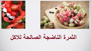 أيضا بالزمنين ربما صنع في المنام من قول أو سقي أو أكل ثمرة أوجمعها فان رأى ذلك من . Ø·Ø±Ù‚ Ø²Ø±Ø§Ø¹Ø© Ø§Ù„Ù„ÙˆØ² Ø§Ù„Ù‡Ù†Ø¯Ù‰ Ùˆ Ø§Ù„Ø§Ø³ØªÙØ§Ø¯Ø© Ù…Ù†Ù‡ Pithecellobium Ø­Ù„Ù‚Ø© 379 Youtube