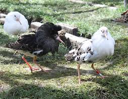 Ruff chain combines the internet of things technology with the blockchain. In The World Of Ruffs A Male Bird That S Sneaky And Well Endowed Animal Behaviour Earth Touch News