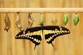 In the case of spicebush butterfly, the final chrysalis will be either green or brown, which is determined by the length of light. Butterfly With Chrysalis Pupas Giant Swallow Tail Papilio Thoas Nealces Beautiful Butterfly From Mexico Sitting On The Leaves In Nature Insect Birth Behavior Animal Delivery Stock Photo Adobe Stock