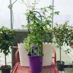 This climber will flourish in full sun or partial shade. Clematis Petit Faucon Medary Acres