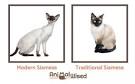 Siamese cat - Wikipedia