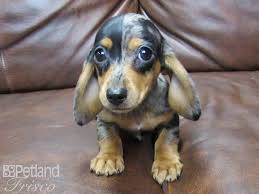 Dachshund breeder of akc ee cream minature dachshunds, short hair, long hair, and wire hair, dapple, and piebald. Dachshund Dog Female Dapple 2727118 Petland Frisco Tx