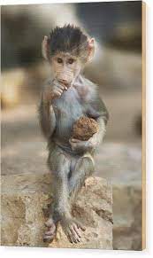baboon baby wood print by yuri peress cute baby animals animals cute animals