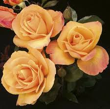 Grandiflora Roses 2025