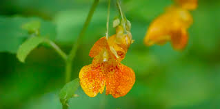 I mean white wifebeater, two huge rings, diamond earrings, gelled up hair, fake tan, the works. Adirondack Wildflowers Spotted Touch Me Not Impatiens Capensis