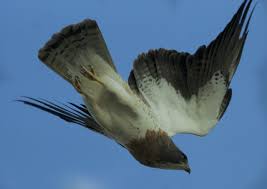 Butler S Birds Sierra Vista A Break In The Grass Sierra Vista Bald Eagle Birds