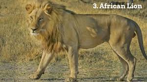 10 Deadliest Animals In The Wild Animals Of The World Animals Images Lion Facts