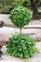 Profile Picture of Schubert Nursery Ivy Ball Topiary on a Stem in a 10 inch Pot - Amazon.com (@google.com) on Google