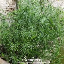 Image result for Cyperus zollingeri
