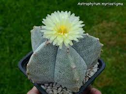 This cactus variety will not survive a hard frost, but if there is a risk of freezing temperatures it can be brought indoors to grow on a sunny window sill or under a grow light. Astrophytum Myriostigma Cactus And Succulents Cactus Succulents