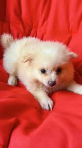 Pomeranios disponibles Vacunados Salud 1A Padres de raza pura Más  información: 8292988503