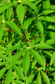 Image result for Manihot esculenta