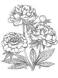 Grayscale coloring page peony fairy , printable coloring page for adult , instant download , pencil drawing pdf, letter size denissecoloringart. Peony Flower Coloring Pages Download And Print Peony Flower Coloring Pages Rose Coloring Pages Flower Coloring Pages Flowers Coloring Pages