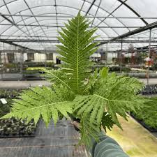 Image result for Blechnum