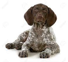 German Short Haired Pointer Puppy Laying Down On White Background German Shorthaired Pointer Pointer Puppies German Shorthaired Pointer Training