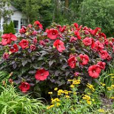 Image result for Hibiscus ludwigii