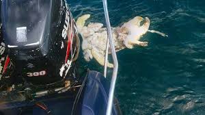 They live in stilt water villages and fishing is their main source of income. Hundreds Of Bone Fragments From Dead Turtles Found On Pulau Bum Bum