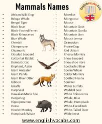 Check spelling or type a new query. What Is Mammal Animal Definition And Mammal Animals Names List From A To Z English Vocabs