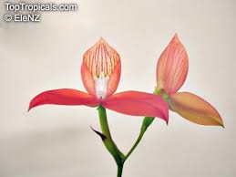 Image result for Disa fragrans