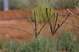 Image result for Eustachys