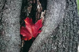 Since it is still the depth of winter there are no leaves on the tree. 1 817 Red Maple Tree Bark Photos Free Royalty Free Stock Photos From Dreamstime