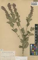 Image result for Tinnea apiculata