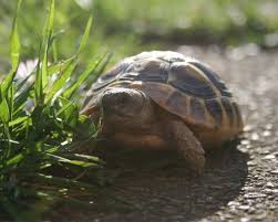 Hermans Tortoise Facts Diet Habitat Pictures On