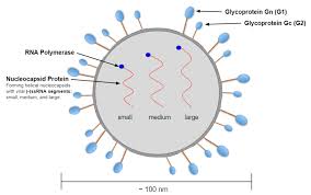 Monkeypox virus is the virus that causes the disease monkeypox in both humans and animals. Andes Orthohantavirus Wikipedia