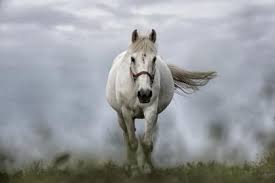 مصطلحات عن الحصان بالإنجليزي .. تعرّف عليها | Kaplan Blog