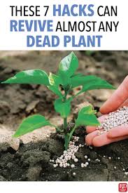 Because the fiddle fig tree goes into a hibernation mode during winter, you may not notice any. Don T Have A Green Thumb These 7 Hacks Can Revive Almost Any Dead Plant Organic Gardening Tips Plants Planting Herbs