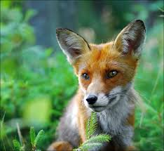 De flesta uppstoppade rävar, skator och harar i finland kom från. Den Lilla Raven Och Det Klickande Ljudet Femmes In Focus