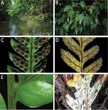 Image result for Tectaria fernandensis