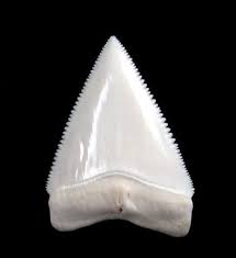 Great white shark teeth illustrations & vectors. Modern Shark Teeth For Sale Buried Treasure Fossils