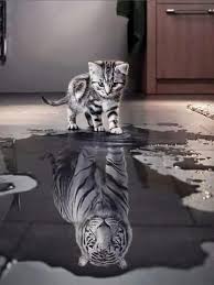 Chaton Deviendra Tigre En 2020 Animales Peinture Tigre Bebe Tigre Blanc