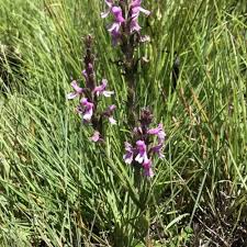 Image result for Agelanthus sambesiacus