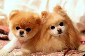 Boo Dog Wallpapers Boo The Dog Boo The Cutest Dog Boo And Buddy