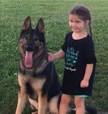 Akc german shepherd puppies missouri. German Shepherd Puppies For Sale Stockton Mo 276421