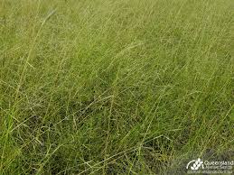 Image result for Aristida leucophaea