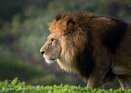 Lion By Asco74 Lion Scary Lion Lion And Lioness