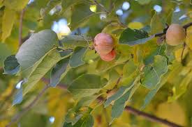 Image result for Diospyros batocana