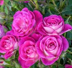 The newest color addition to the eyeconic® series. Floribunda Roses Sunnyside Nursery
