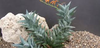 Image result for Euphorbia rubriflora