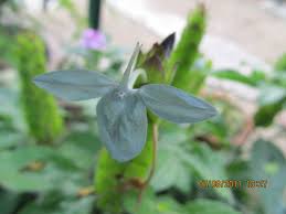 Image result for Ecbolium clarkei